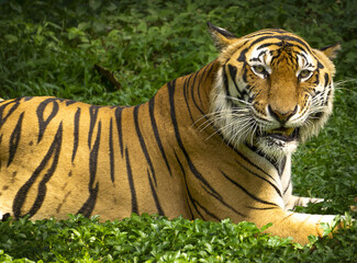 Tiger with its colourful camouflage and unique patterns