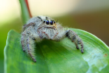 A Jumping Spider ''hyllus semicupreus'' perched on a leaf, macro, close up, insect, wildlife.