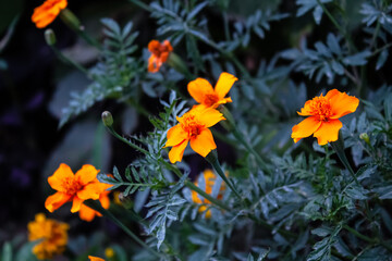 Tagetes erecta, Pot Meri gold, golden merigold or Tagetes Lemmonii Red and Yellow beautiful flowers