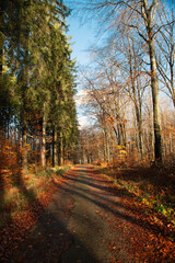 Forest in autumn, colorful foliage on the tree, path through deciduous trees, landscape