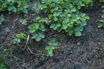 Background of strawberry leaves. Plants bushes with mustache top view close-up. Berry cultivation. Home gardening. Green healthy garden. 