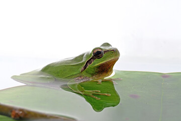 hyla tree frog, green frog close-up