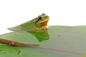hyla tree frog, green frog close-up
