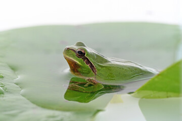 hyla tree frog, green frog close-up