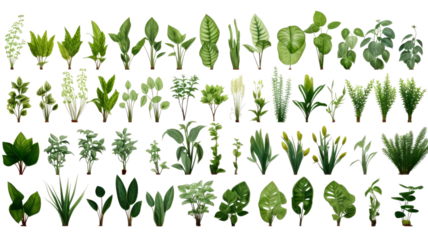 Collection of diverse green leaves and plant foliage, ideal for botanical, natural, and gardening themes in design and decoration.