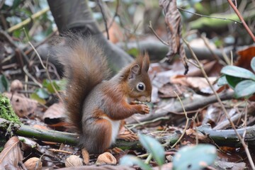 Fototapeta premium British red squirrel eating nut amongst trees.