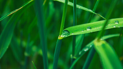 Morning dew on the grass close-up