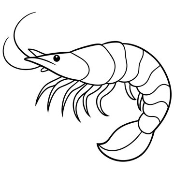 recommend clip art: Shrimp line art sea animal. Vector sketch illustration.