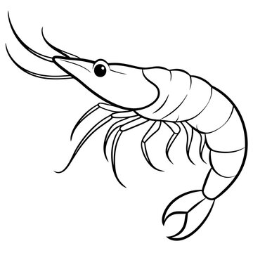 recommend clip art: Shrimp line art sea animal. Vector sketch illustration.