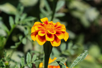 Tagetes erecta, Pot Meri gold, golden merigold or Tagetes Lemmonii Red and Yellow beautiful flowers