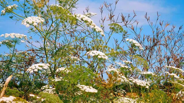 Fiori del vescovo