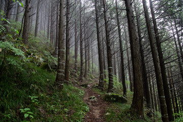 Fototapeta premium 霧に覆われた登山道