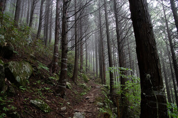 Obraz premium 霧に覆われた登山道