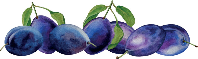 Vector banner dark blue plums in a rows, white background, watercolor illustration, for card, invitation, design, backgrounds, cosmetics