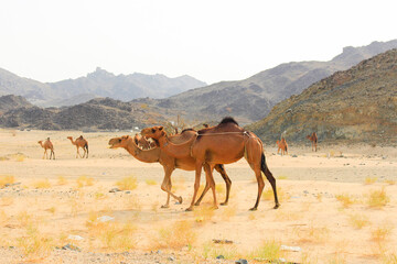 camels caravan in Saudi Arabian desert