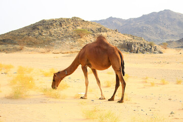 camels caravan in Saudi Arabian desert