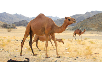 camels caravan in Saudi Arabian desert