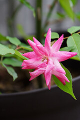 挿し木のバラ 見事に開花