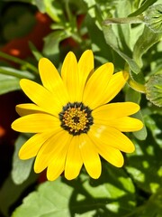 yellow African daisy garden  flower