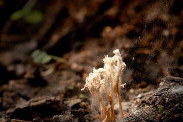 The fungus or Mushroom is releasing spores in the Tropical rainforest.