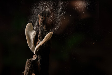 The fungus or Mushroom is releasing spores in the Tropical rainforest.