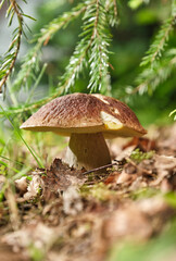 Siberian spruce mushroom, brown cap boletus. Season porcini white mushroom in forest.  Shallow depth of field