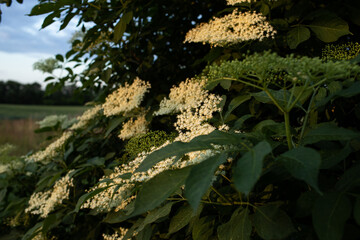 elderberry flowers on a tree that lit up the evening sun.nigra sambucus