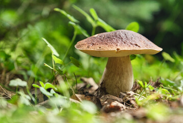 Season porcini white mushrooms in forest. Porcini cep white mushroom king boletus pinophilus. Shallow depth of field