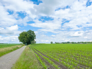 Landschap Salland, Lettele, Overijssel province, The Netherlands