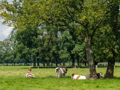 Landschap Salland nabij Wesepe, Overijssel province, The Netherlands