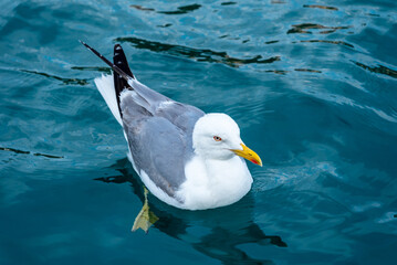 a seagull floats