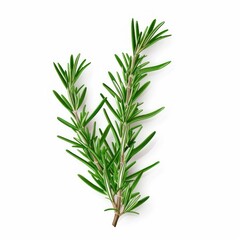 Obraz premium Green Sprig of Rosemary on White Background