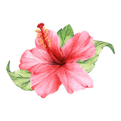 Fototapeta premium Hibiscus png watercolor element, transparent background