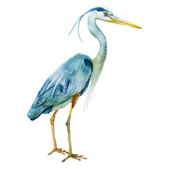 Obraz premium Cute watercolor heron isolated on white background.