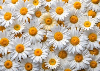 Obraz premium A Beautiful Field Of Chamomile Flowers In Full Bloom.