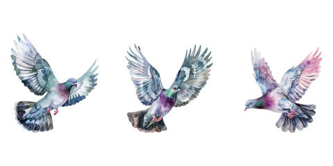 Fototapeta premium Cute watercolor pigeon flying isolated on white background.
