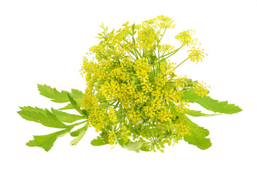 leaves and seeds of parsnip on isolated white background