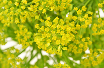 leaves and seeds of parsnip , background