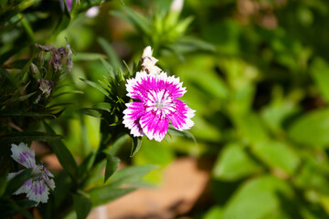 Carnation, Dianthus or Clove Pink beautiful flowers