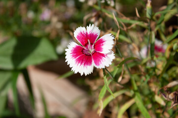 Fototapeta premium Carnation, Dianthus or Clove Pink beautiful flowers