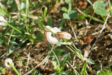 Close-up of a group of small white snails in a field among fallen leaves and grass