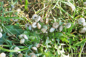 Close-up of a group of small white snails in a field among fallen leaves and grass