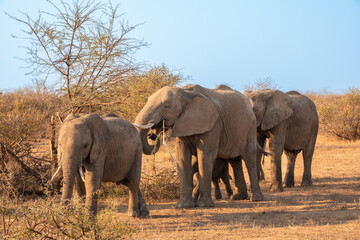 Obraz premium Family Herd of Elephants Walking in Line Head to Tail in South Africa