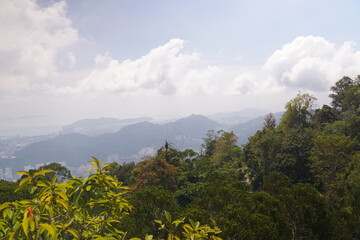 Fototapeta premium A lush green forest with a view of a city in the distance