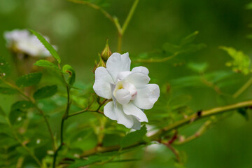 flower in the garden