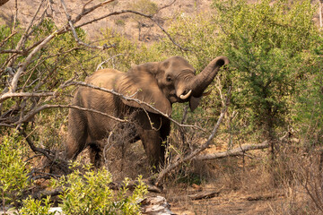 Elephant with raised trunk and small tusks eating a tree  in South Africa
