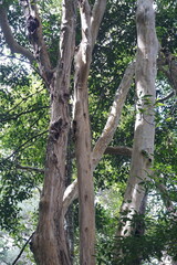 A tree with a lot of branches and leaves