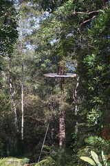 Obraz premium A man is standing on a platform in the middle of a forest