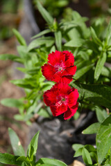 Obraz premium Carnation, Dianthus or Clove Pink beautiful flowers