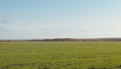 A large open green field with blue sky and yellow trees in the background